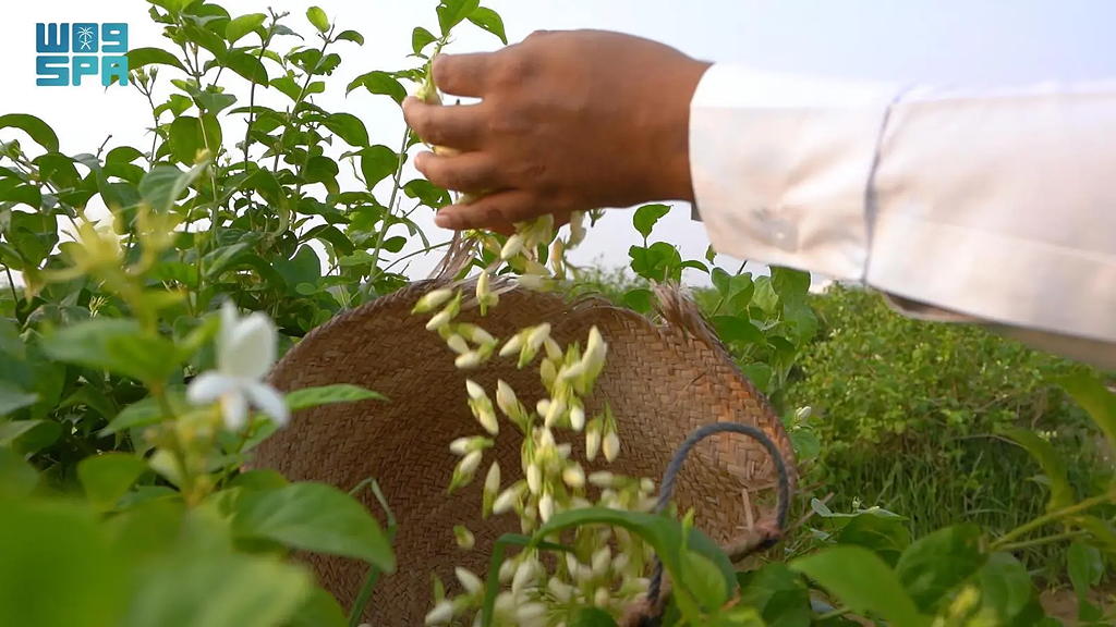 الفل تزدان به أفنية بيوت جازان منذ مئات الأعوام